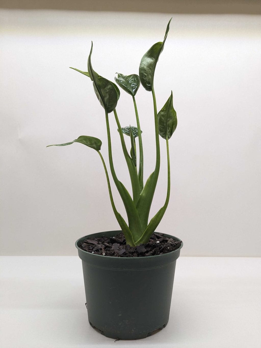 Alocasia 'Tiny Dancer' - 4" Pot – view 3