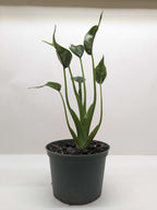 Alocasia 'Tiny Dancer' - 4" Pot – view 3