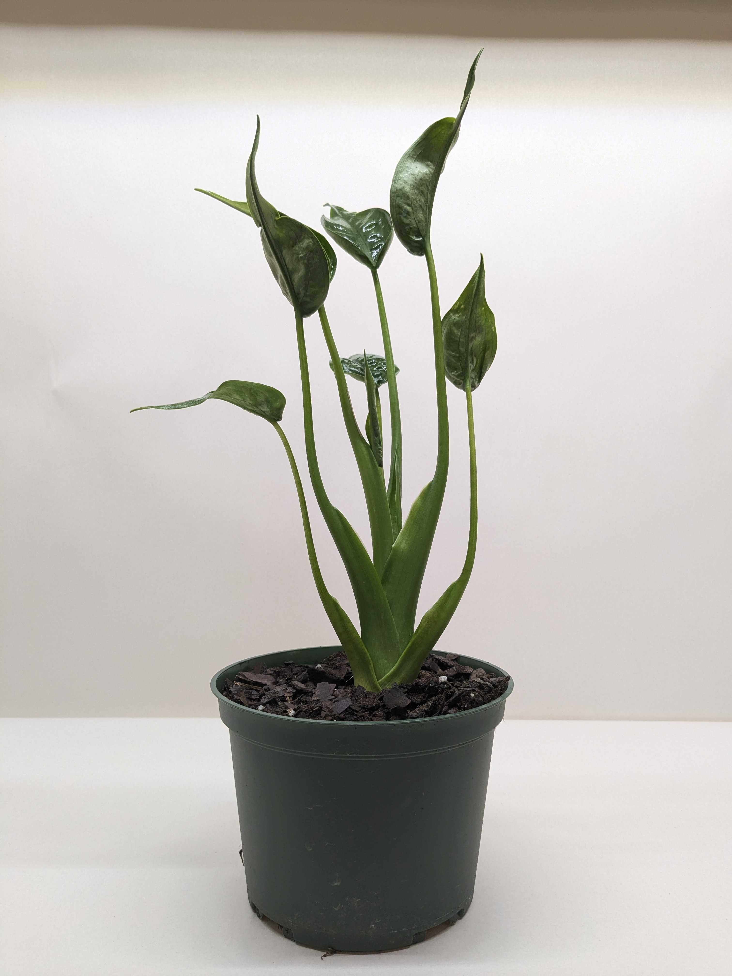 Alocasia 'Tiny Dancer' - 4" Pot – view 3