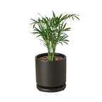Parlor Palm – view 12