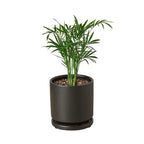 Parlor Palm – view 13