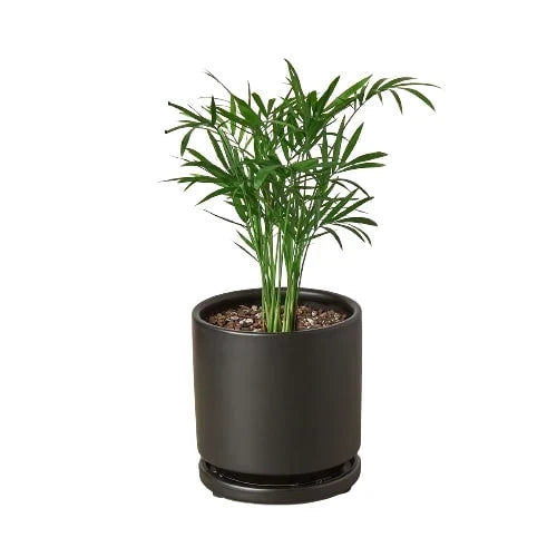Parlor Palm – view 13