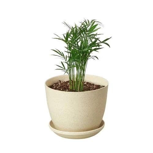 Parlor Palm – view 9