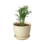 Parlor Palm – view 9