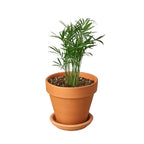 Parlor Palm – view 10