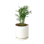 Parlor Palm – view 12