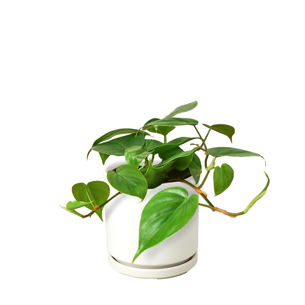 Philodendron Cordatum Heartleaf – view 12