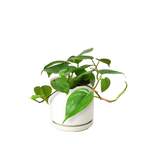 Philodendron Cordatum Heartleaf – view 12