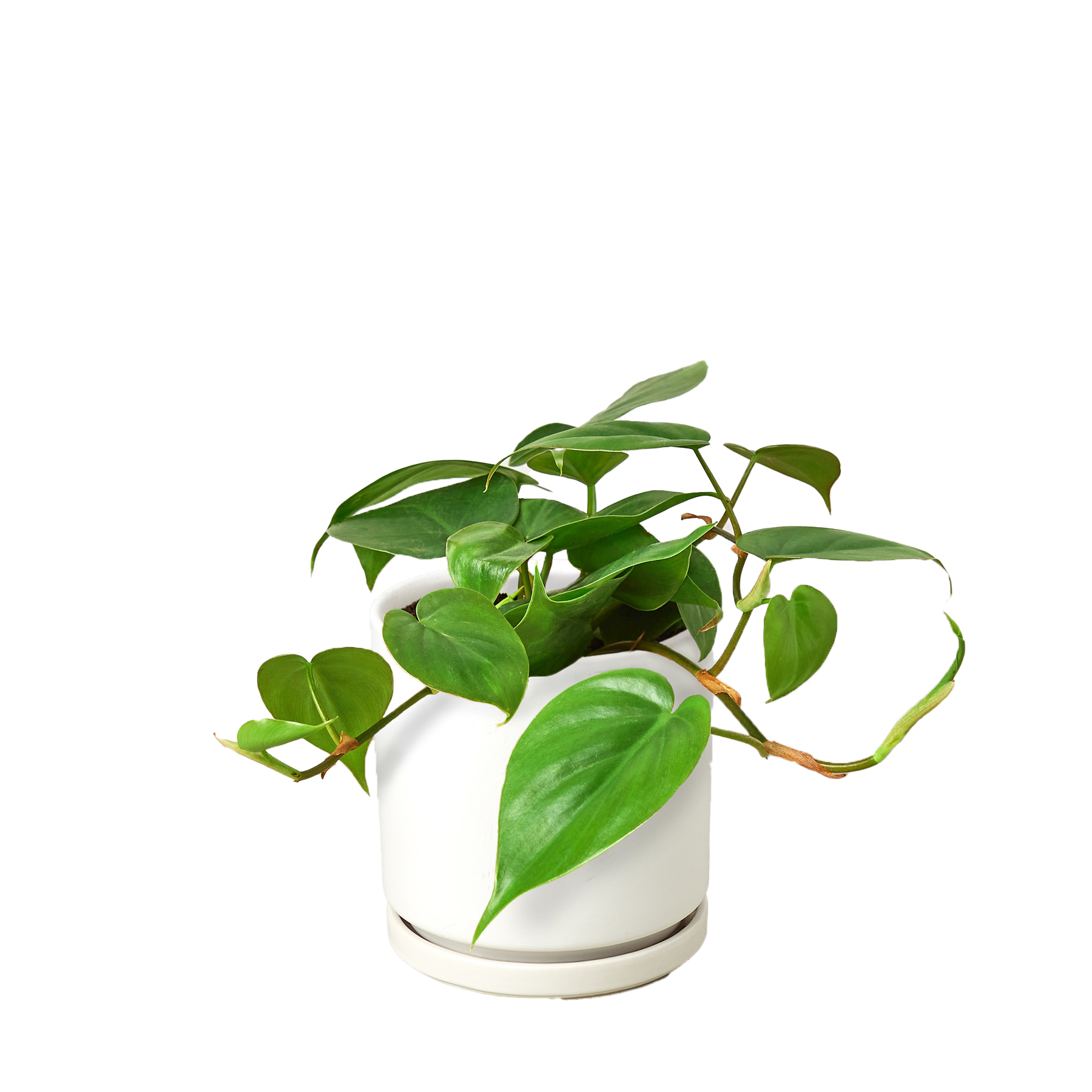 Philodendron Cordatum Heartleaf – view 12