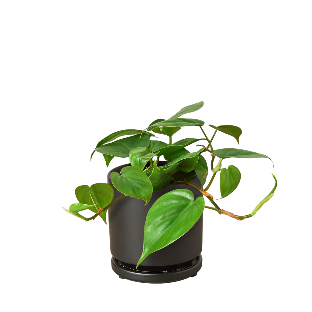 Philodendron Cordatum Heartleaf – view 11
