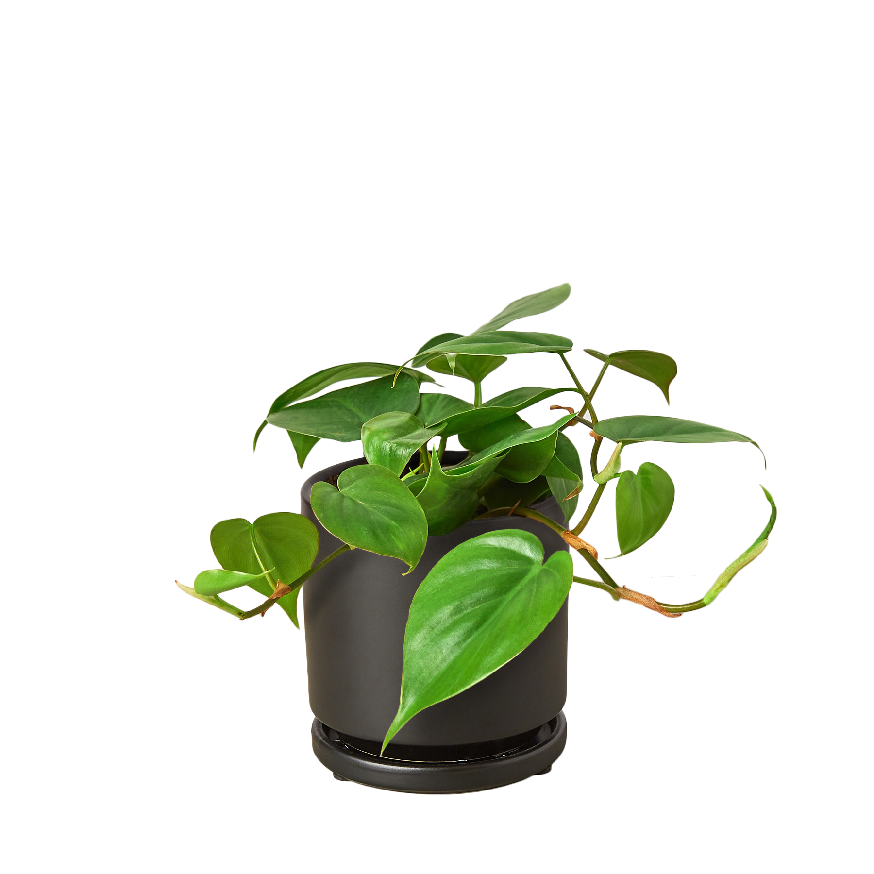 Philodendron Cordatum Heartleaf – view 11