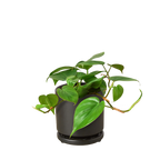 Philodendron Cordatum Heartleaf – view 11