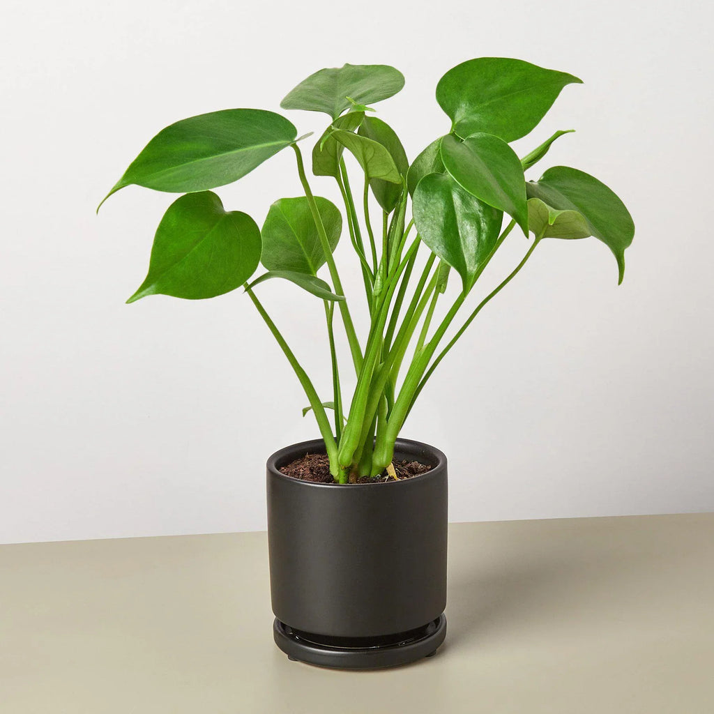 Philodendron Monstera Split-Leaf – view 9