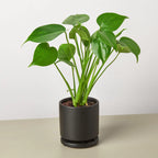 Philodendron Monstera Split-Leaf – view 9