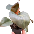 Philodendron 'Red Heart'