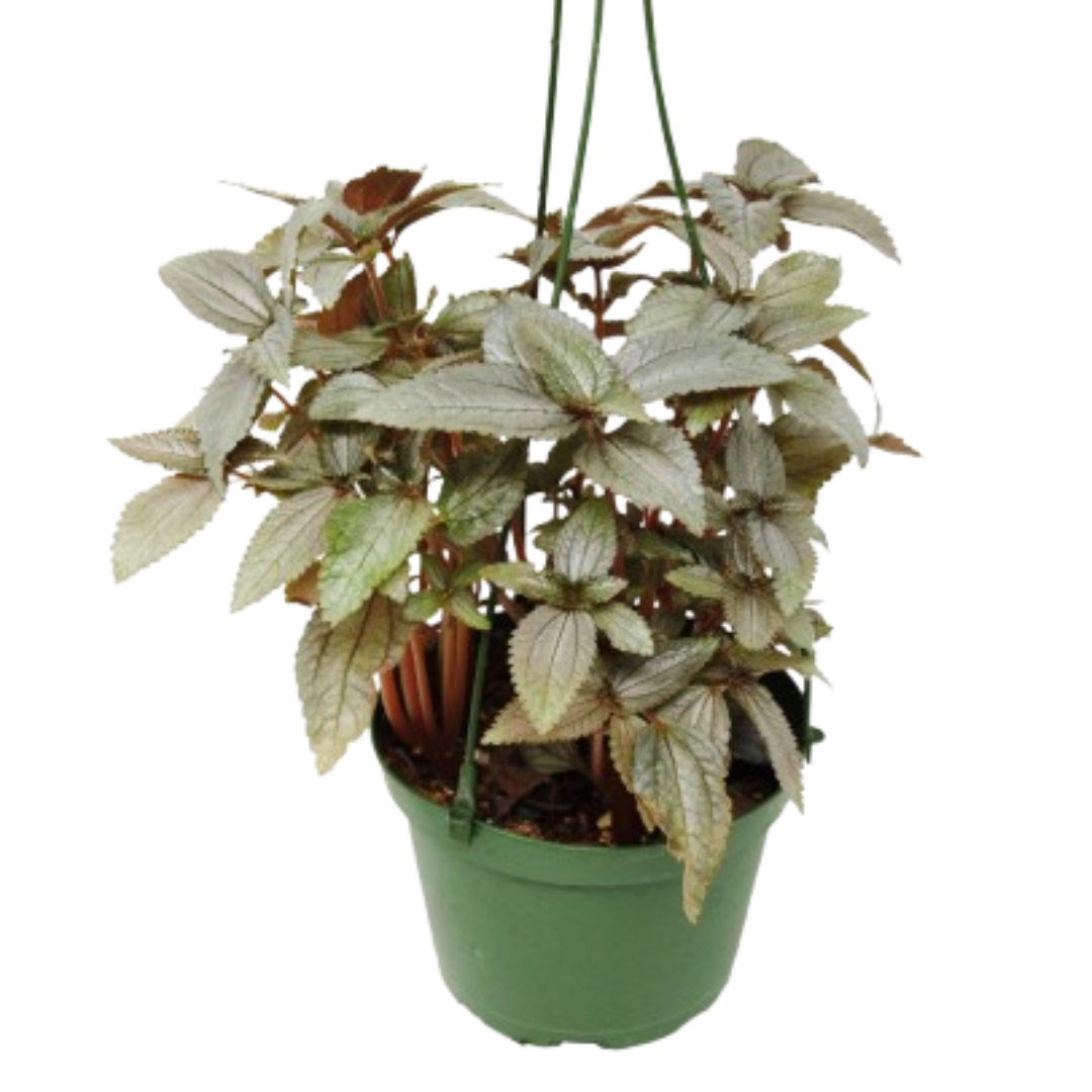 Pilea Ellen