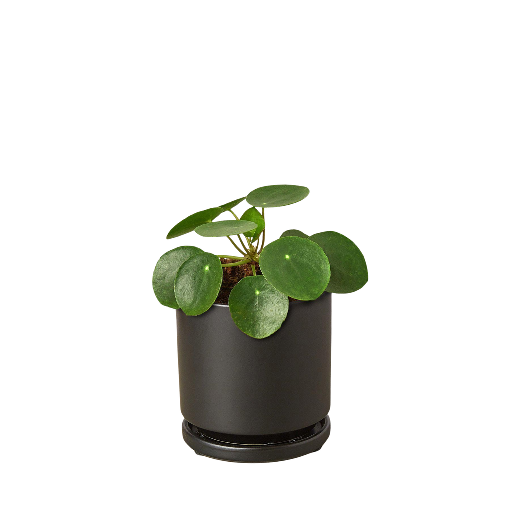 Pilea Peperomioides 'Chinese Money' – view 6