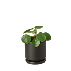 Pilea Peperomioides 'Chinese Money' – view 6