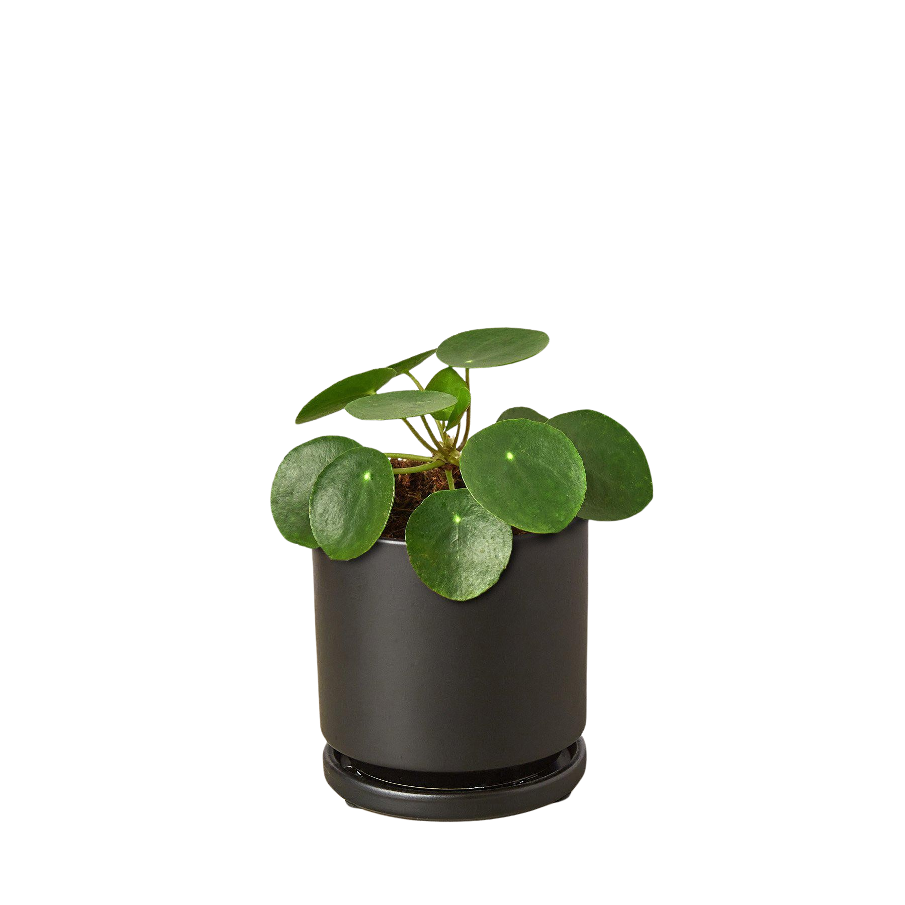 Pilea Peperomioides 'Chinese Money' – view 6