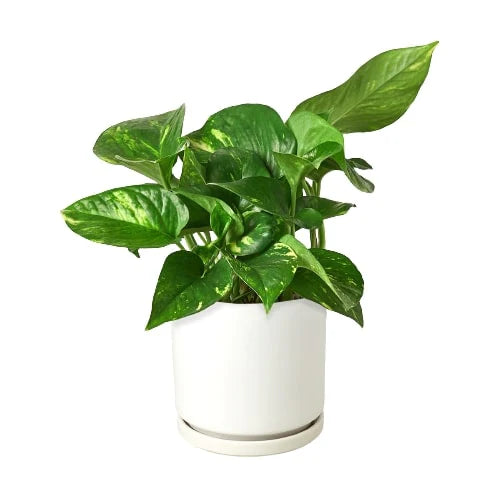 Pothos 'Golden' – view 10