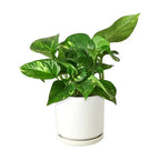 Pothos 'Golden' – view 10