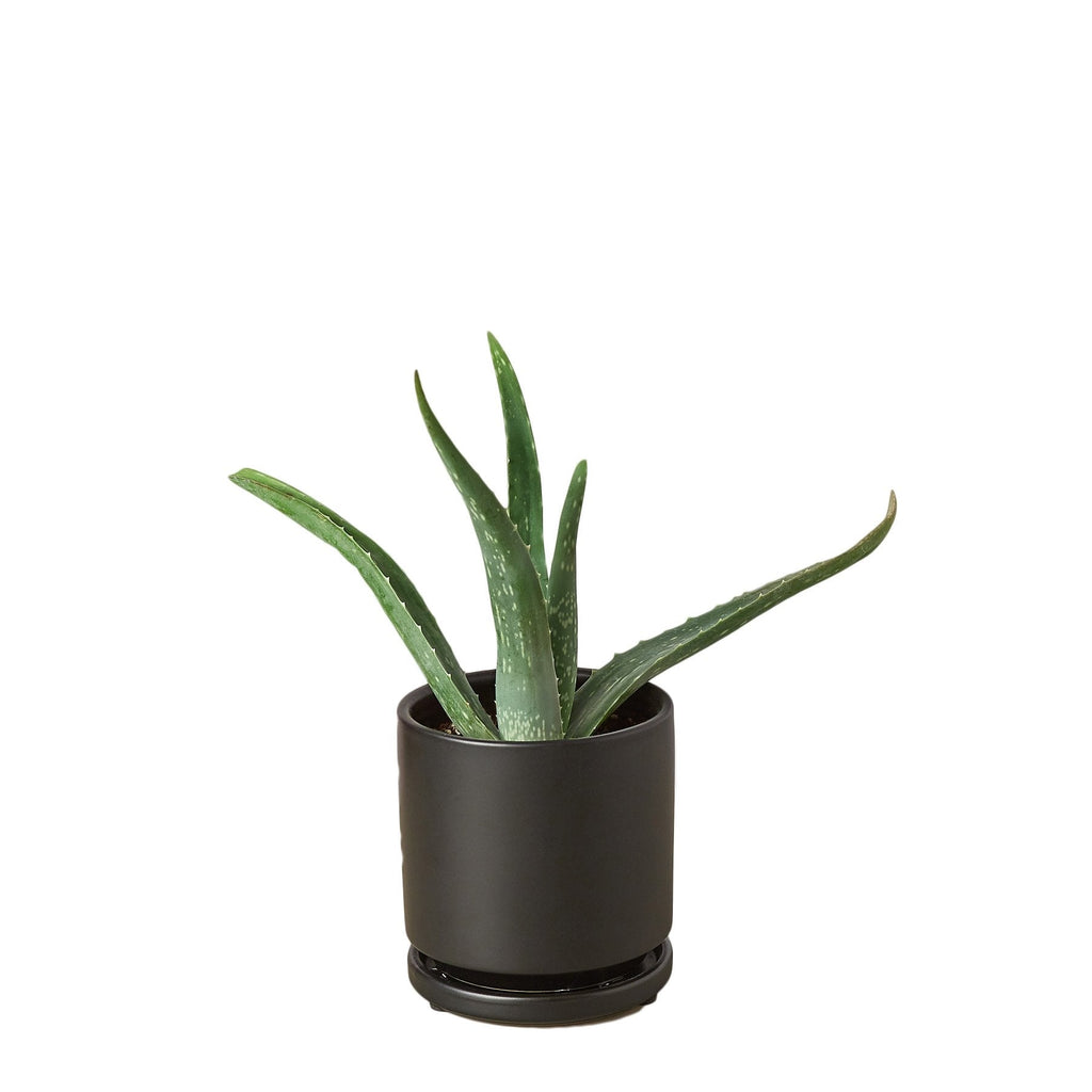 Aloe Vera – view 6