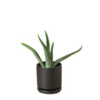 Aloe Vera – view 6