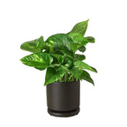 Pothos 'Golden' – view 9