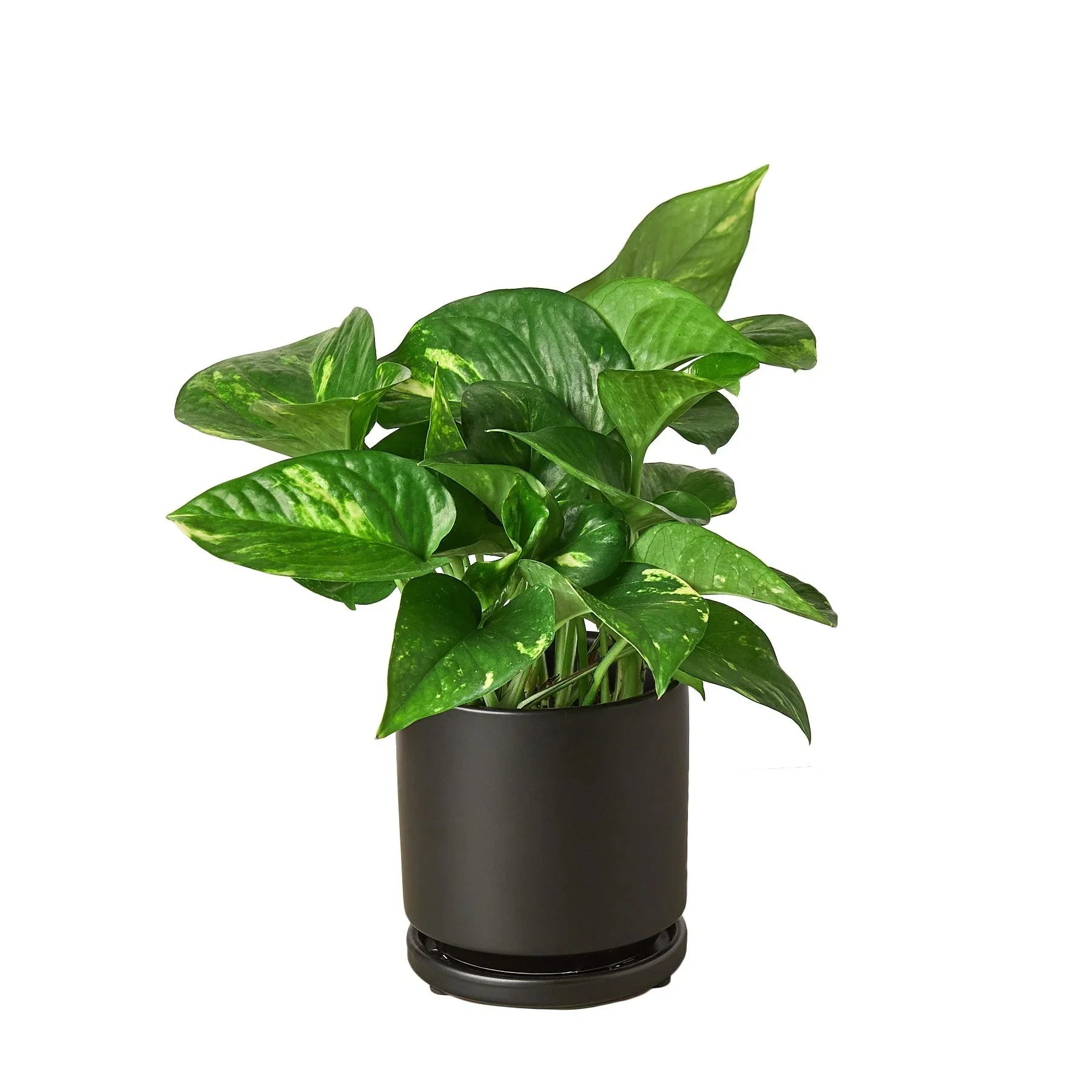 Pothos 'Golden' – view 9
