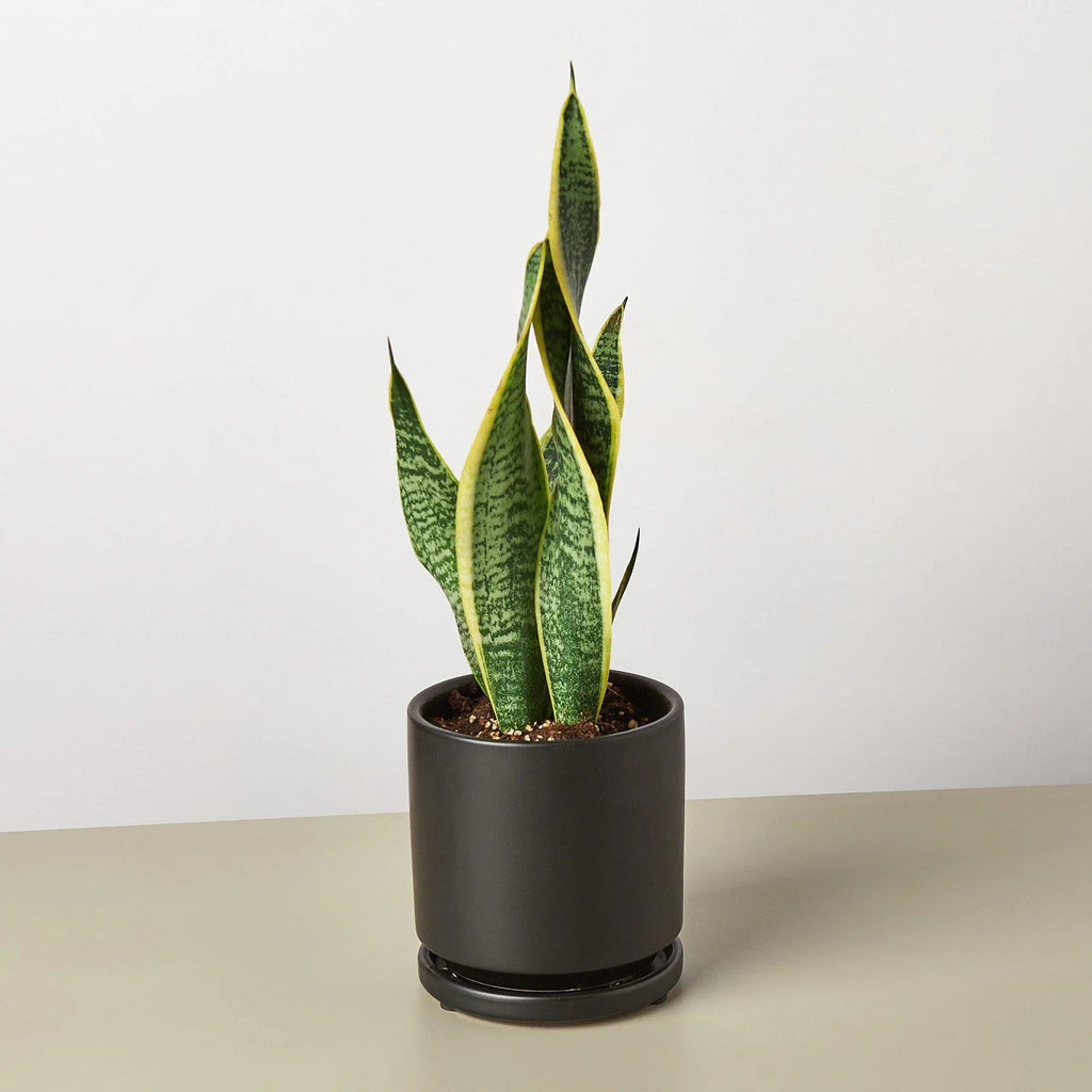 Snake Plant Laurentii – view 8