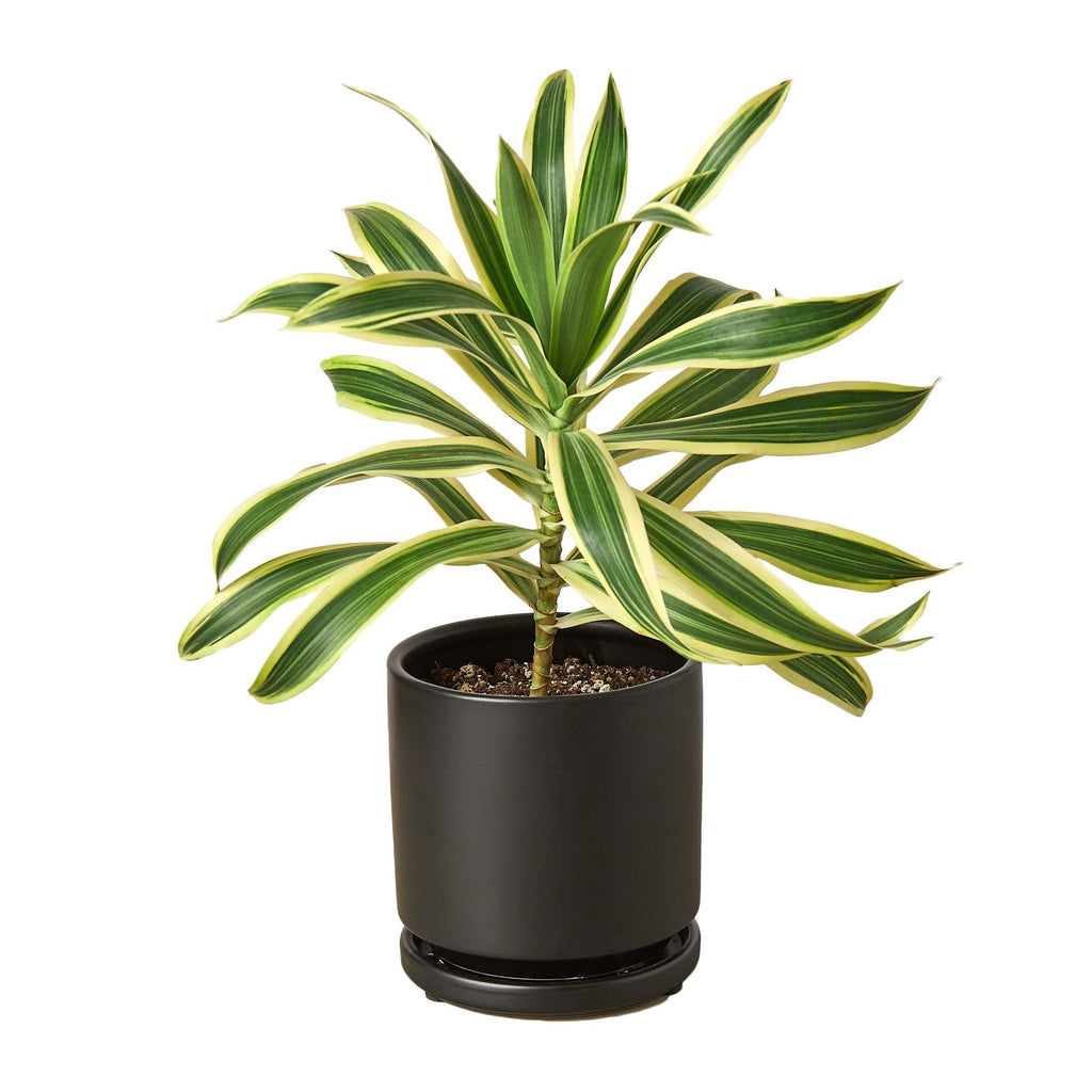 Dracaena 'Song of India' – view 5