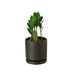 Zamioculcas Zamiifolia ZZ – view 4
