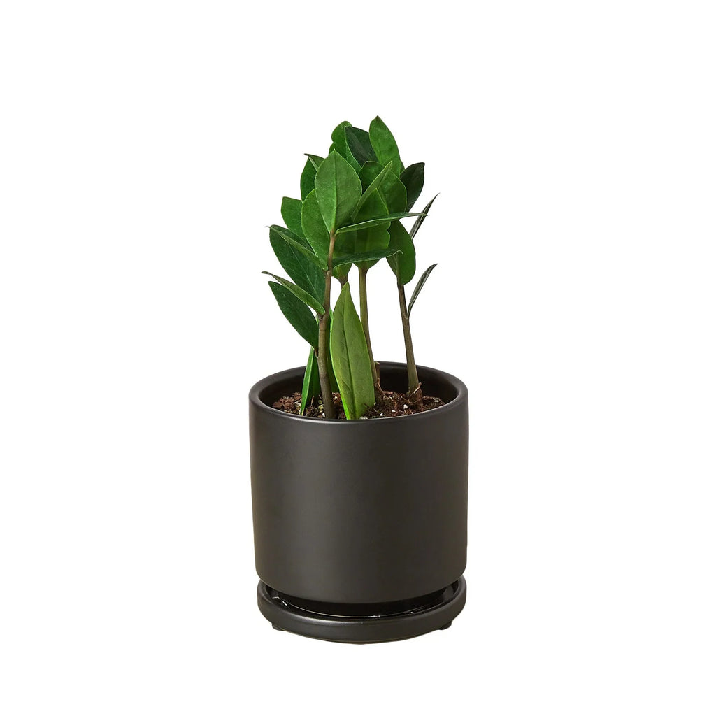 Zamioculcas Zamiifolia ZZ – view 4