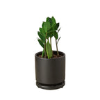 Zamioculcas Zamiifolia ZZ – view 4