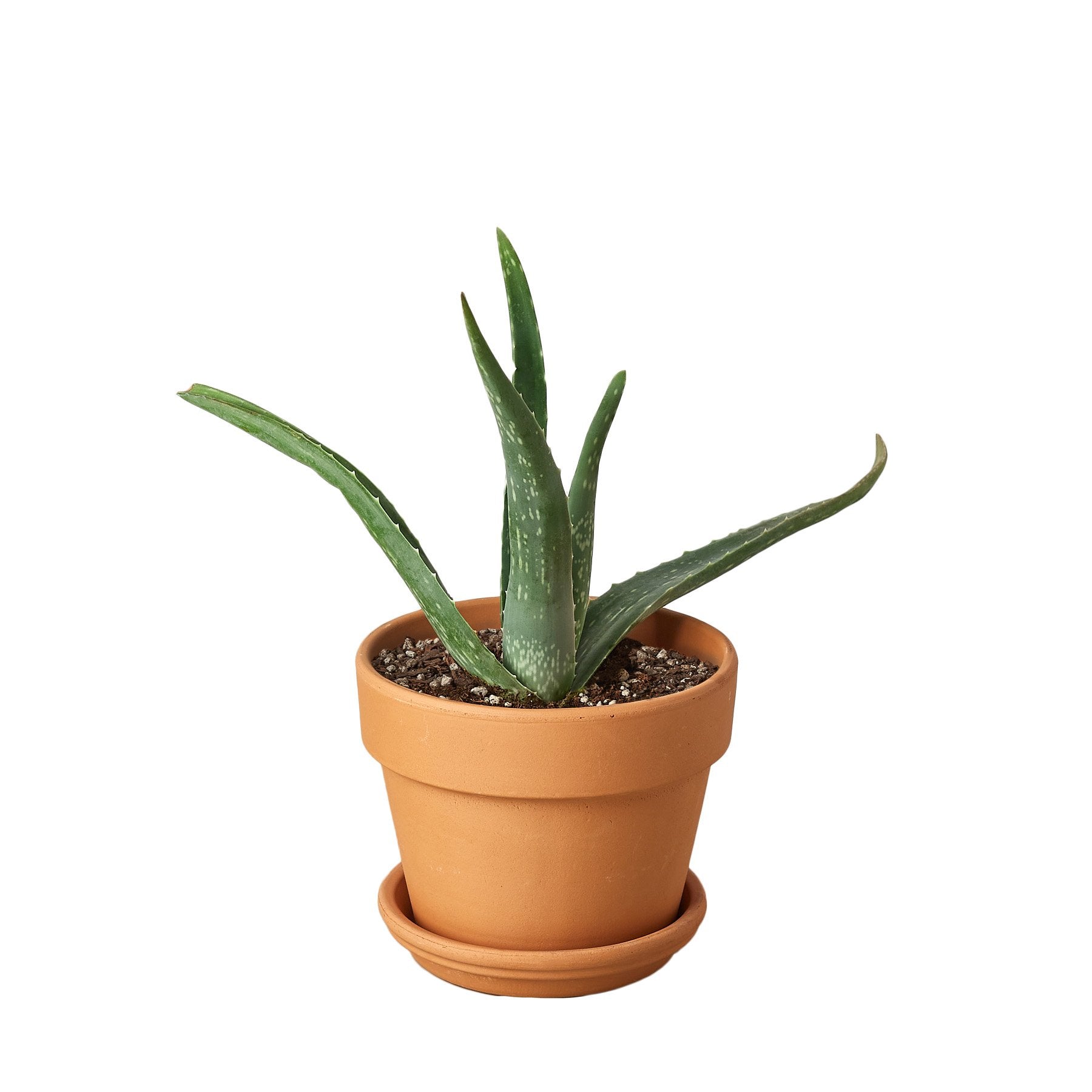 Aloe Vera – view 5