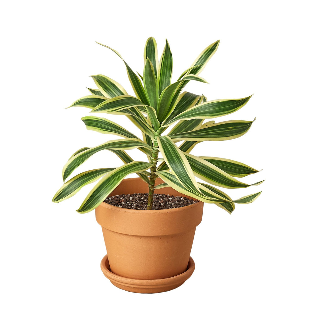 Dracaena 'Song of India' – view 6