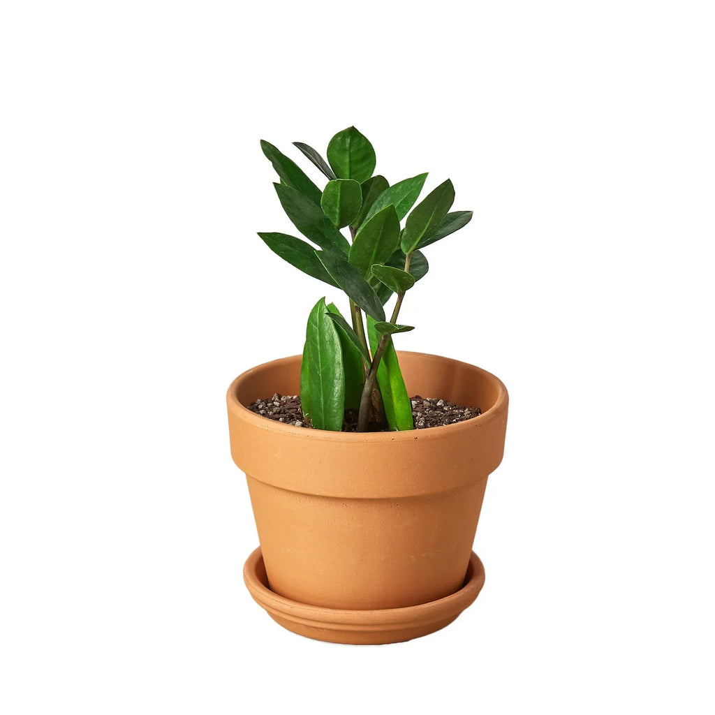 Zamioculcas Zamiifolia ZZ – view 5