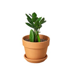 Zamioculcas Zamiifolia ZZ – view 5