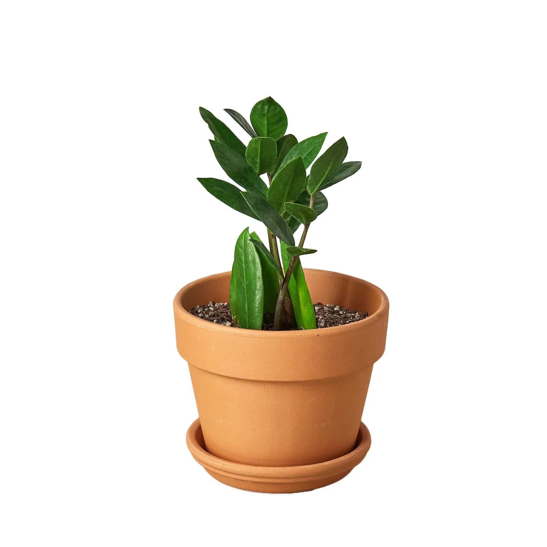 Zamioculcas Zamiifolia ZZ – view 5