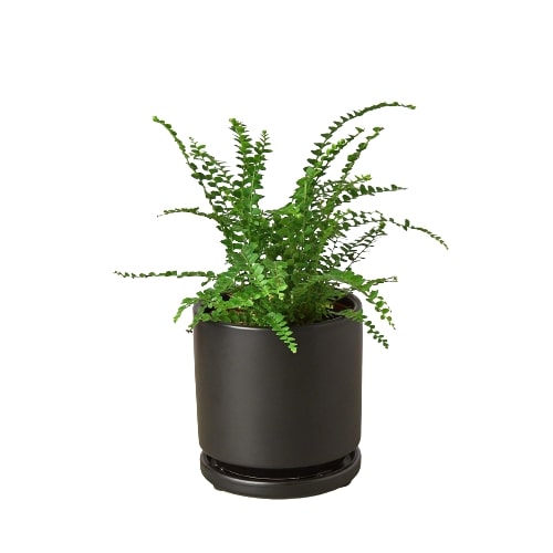 Fern 'Lemon Button' – view 3
