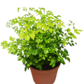 Radermachera 'China Doll'