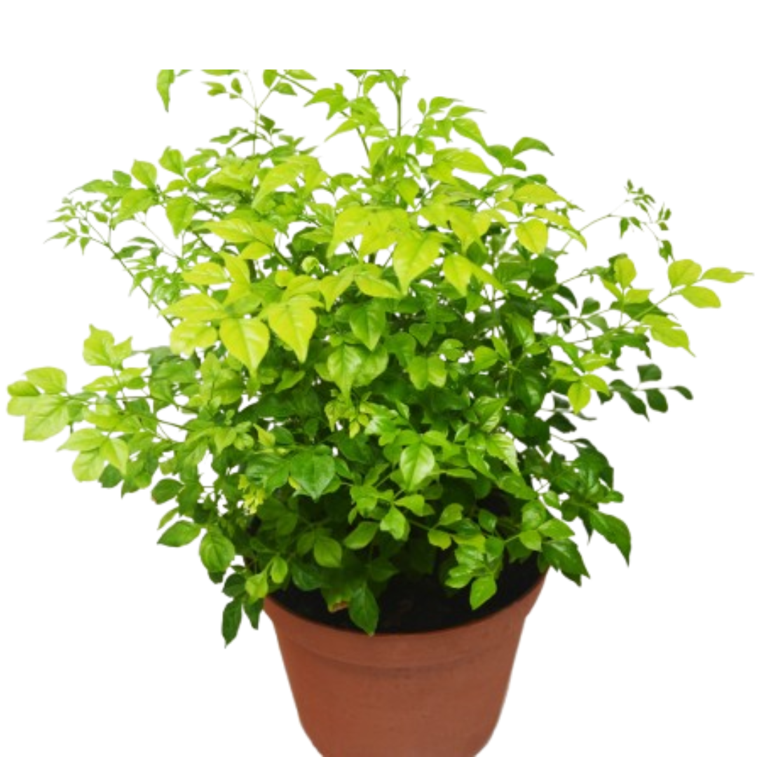 Radermachera 'China Doll'