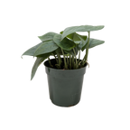 Scindapsus Platinum Java