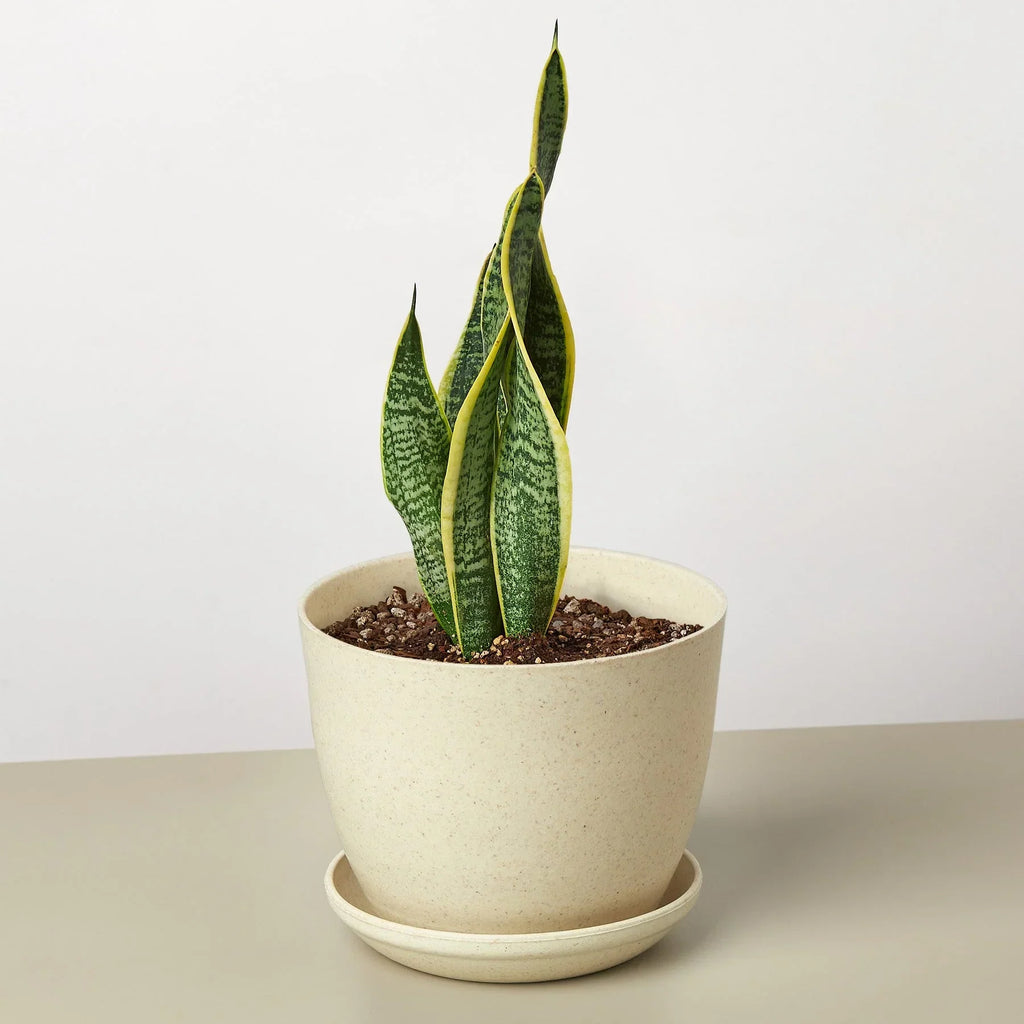 Snake Plant Laurentii – view 10