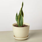 Snake Plant Laurentii – view 10