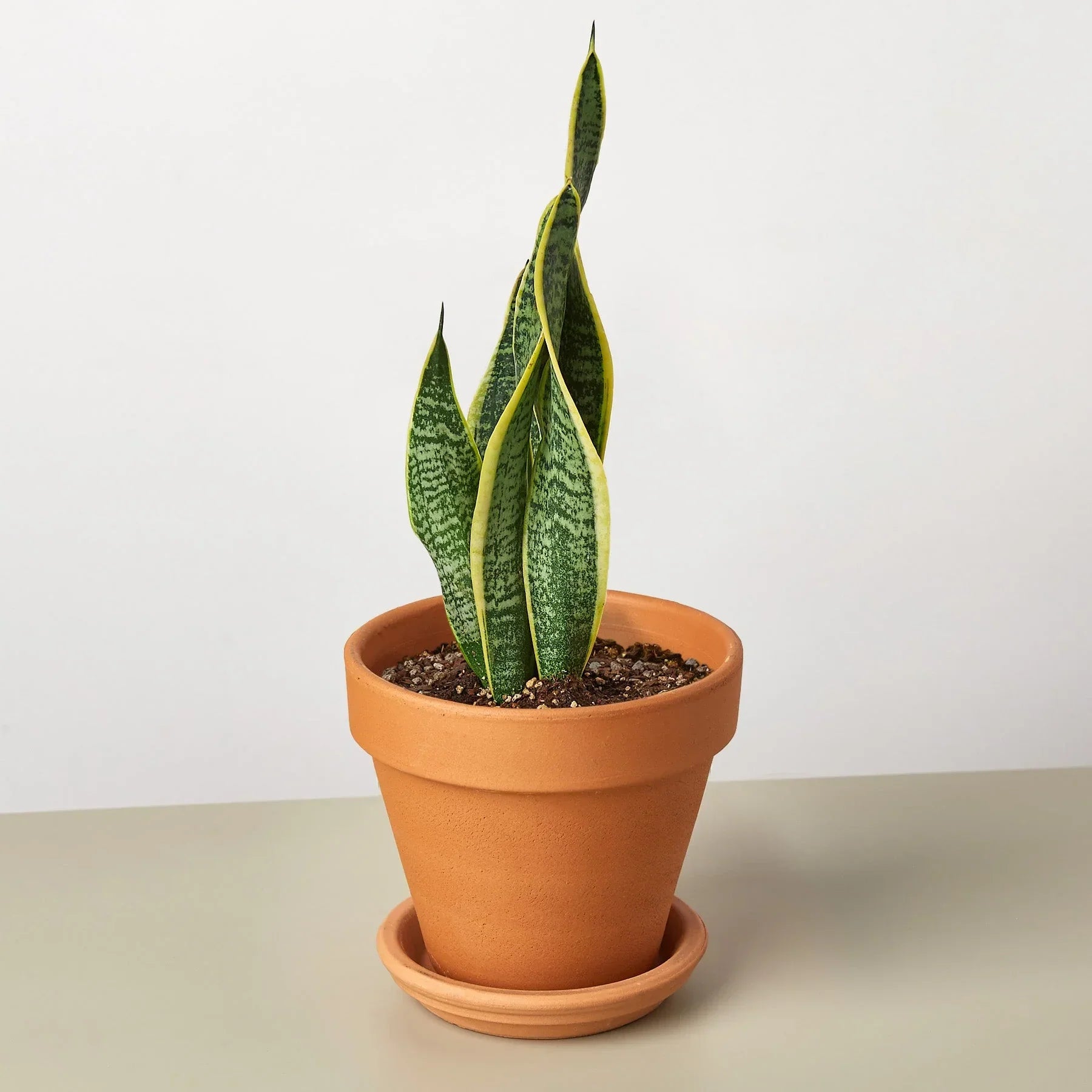 Snake Plant Laurentii – view 11