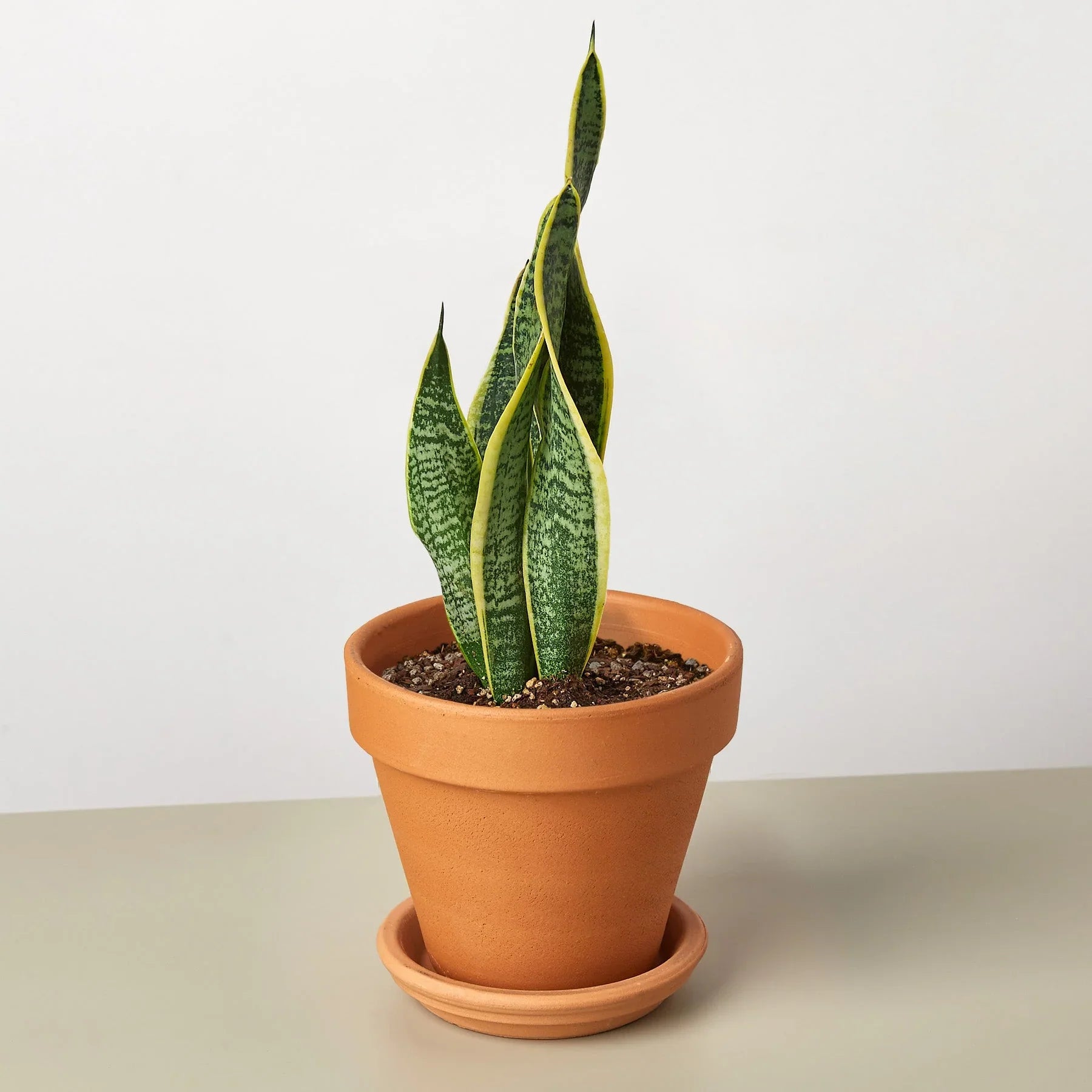 Snake Plant Laurentii – view 11