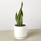 Snake Plant Laurentii – view 9