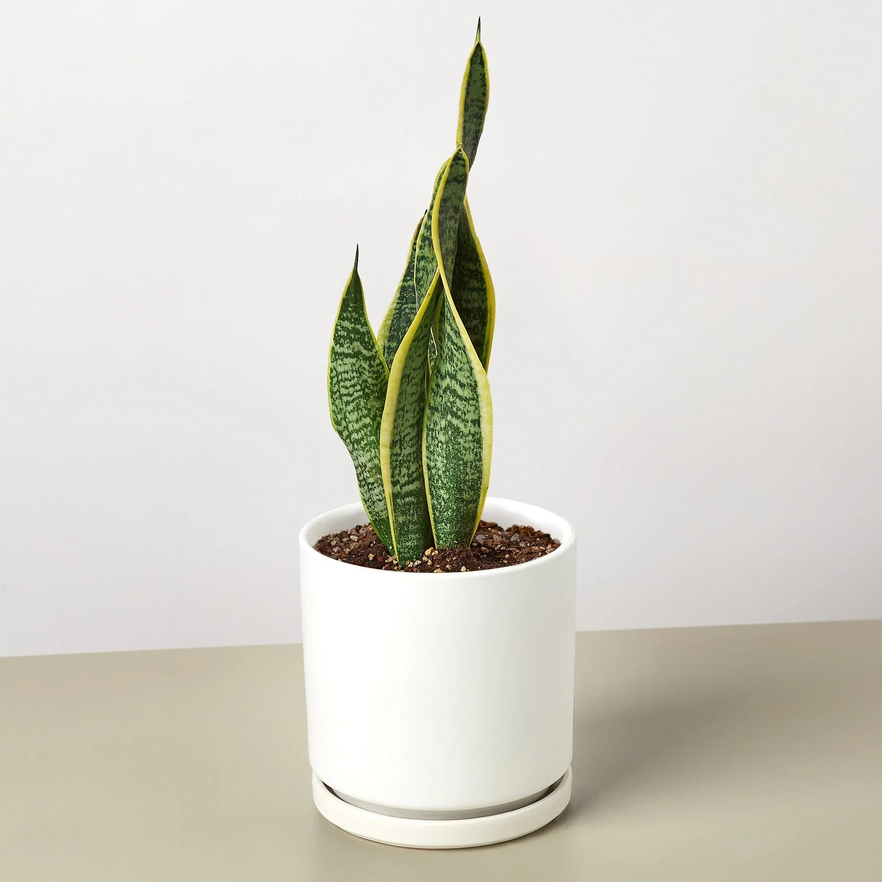 Snake Plant Laurentii – view 9