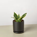 Snake Plant Laurentii Dwarf – view 4